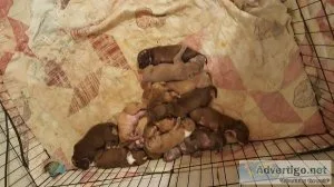 Pitbull puppies