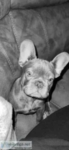 Female French bull dog pedigree