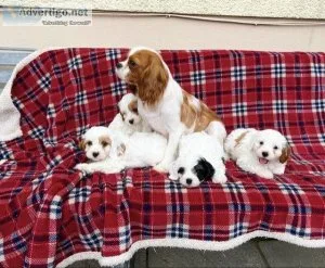 STUNNING CAVAPOO PUPPIES AVAILABLE