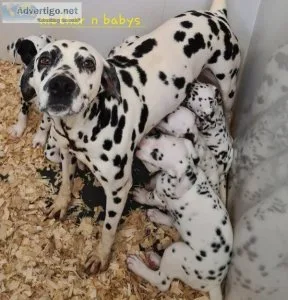 Stunning litter dalmatian puppies in liver and black spots
