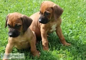 AMAZING Upto Date PupsKc Reg Rhodesian Ridgeback Puppies For Sal