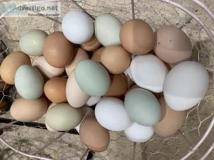 FREE RANGE CHICKEN EGGS