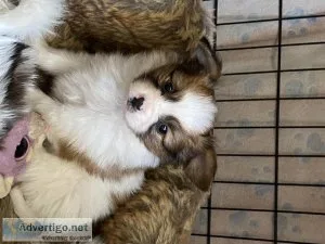 Male and female AKC Registered Papillon puppies