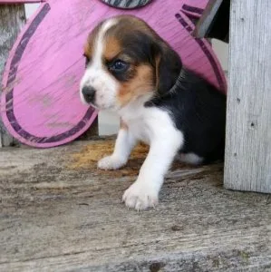 Penny - Beagle Puppy for Sale in New York City
