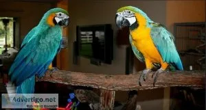 Blue and Gold Macaw Parrots Very Tame Comes with Cage Set Up For