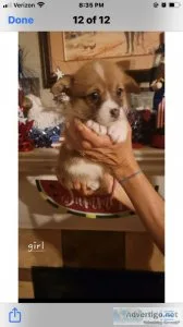 Reg. Pembroke Welch Corgi Pups