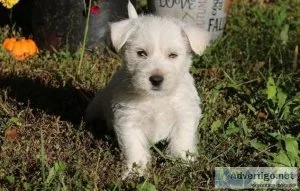 Stunning White West Highland Terrie Puppies For Sale.