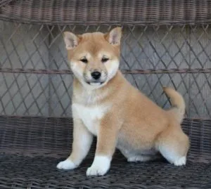 Butterfly - Shiba Inu Puppy for Sale in Miami