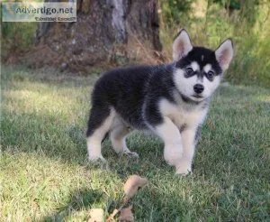 Exceptional Alaskan Malamute Puppies For Sale.