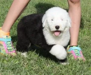 Quality Homes OnlyOld English Sheepdog Pups For Sale.