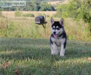 Alaskan Malamute Pups Now Ready