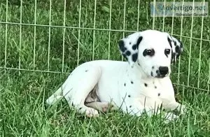 Beautiful Spotted Dalmatian Pups For Sale.