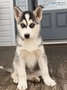 Beautiful blue eyed husky pups