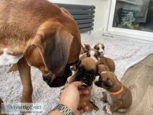 AKC Registered Boxer Puppies champion lineage for sale