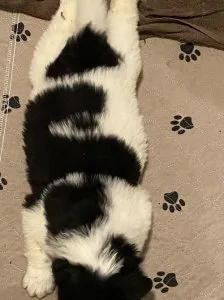 Black and white Newfoundland Puppies