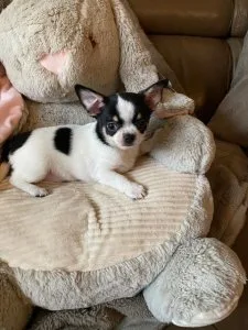 QUALITY HOMES ONLY1 Dog and 1 Bitch Left AKc Reg Chihuahua Puppi