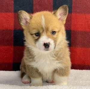 Adorable Corgi Puppies