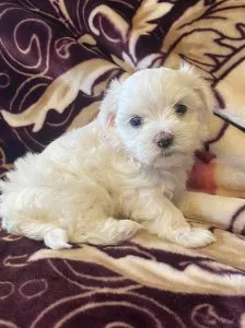 Maltese puppies 2 girls ready to go now