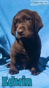 PUREBRED CKC BLACK LABRADOR MALE AND FEMALE PUPS
