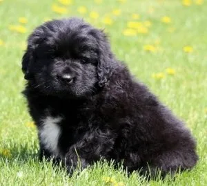 Beautiful Newfoundland Puppies Ready Now