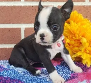 Boston Terrier puppies AKc registered