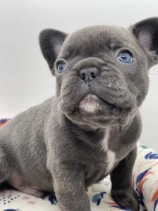 Born March .4 up to date on all his shots. Akc registeredFrech B