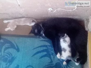 Rehoming adorable kittens for adoption gatitos