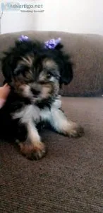 Adorable Shih Poo puppies for adoptionshih Poo cachorritos