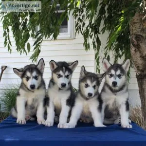 Health tested pedigree Alaskan malamute puppies