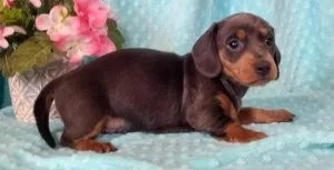 Dachshund Puppy for Sale in Show LowAz