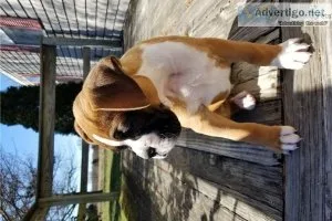 Cute Boxer Puppies Now Ready For Good Homes