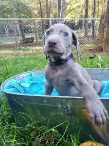 Weimaraner boys and girls available