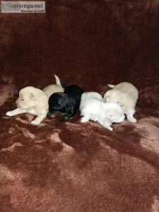 Beautiful Havanese Born 042822