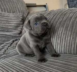 Blue Staffordshire Bull Terrier Ready