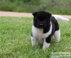 Akita Puppies For Sale