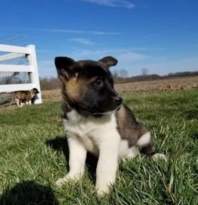 3 LEFT READY NOWPedigree American Akita Puppies