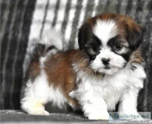 Adorable Male And Female Shih Tzu Puppies Ready