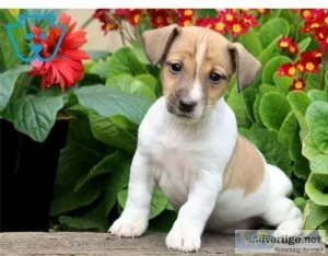 Beautiful  Jack Russel Male and Female For Sale