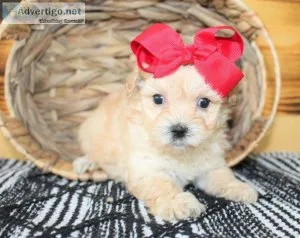 gorgeous Maltipoo Puppies ready