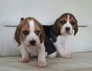 Adorable Basset Puppies