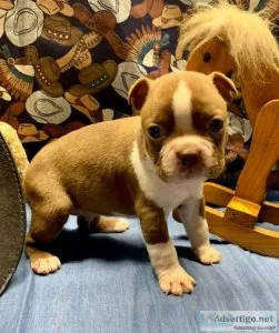 Bouncing Boston Terriers