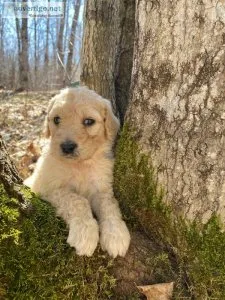 F1b Goldendoodle Puppies