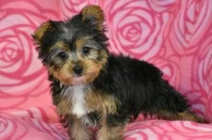1 Girl and 2 Boys Yorkshire Terriers