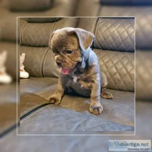 Vet Checked French Bulldogs