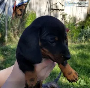 Dachshund Puppies