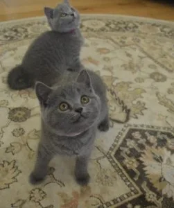 Ready British Shorthair Kittens Available