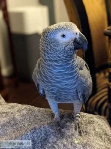AMUSING AFRICAN GREY PARROTS