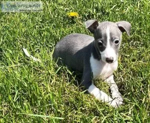 Italian Greyhound Pups Ready Now