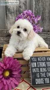 Bichon Frise Puppies - READY TO LEAVE 19th MAY