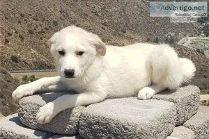 Great Pyrenees Pups Ready and Available Now